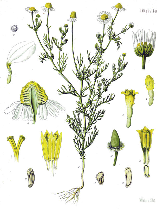 Matricaria chamomilla
