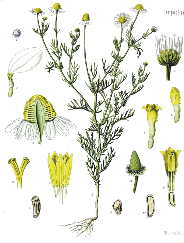 Matricaria chamomilla