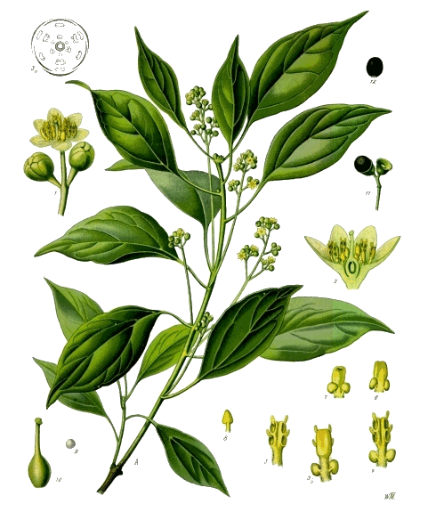 Cinnamomum camphora
