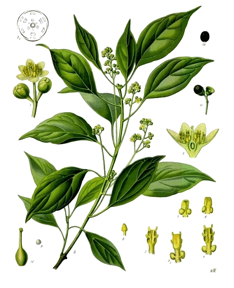 Cinnamomum camphora