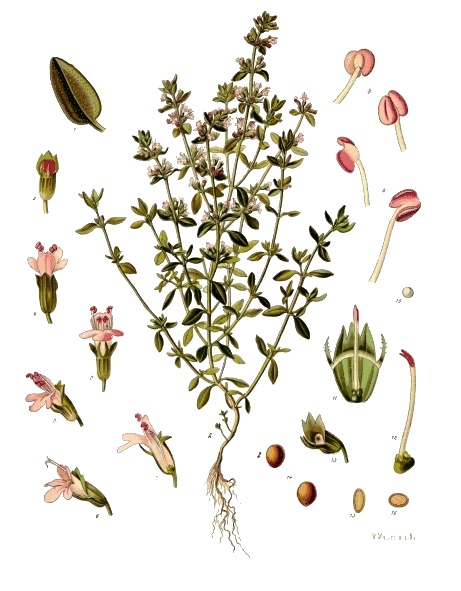 Thymus vulgaris