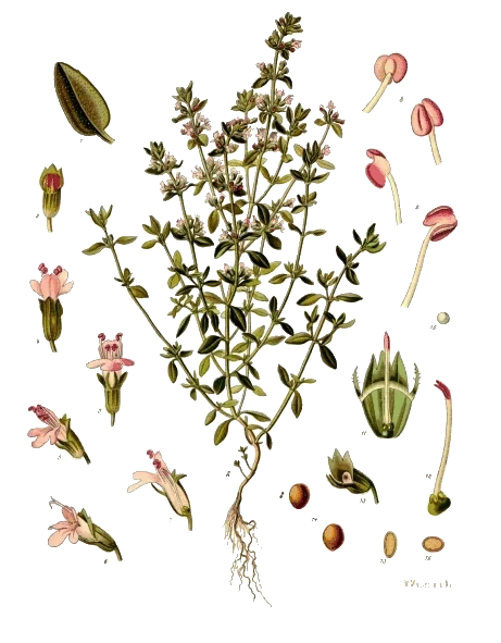 Thymus vulgaris