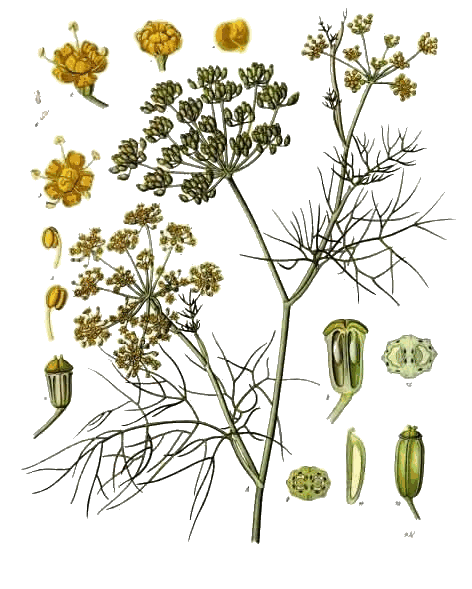 Foeniculum vulgare