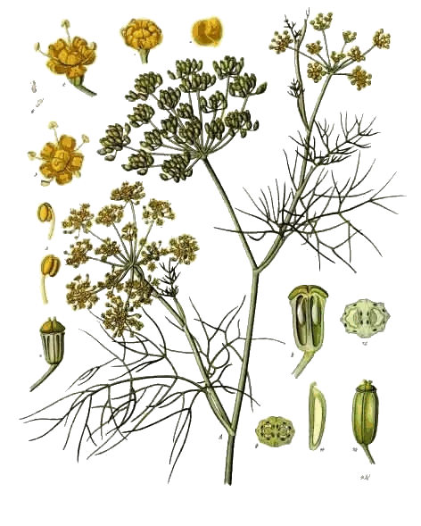 Foeniculum vulgare