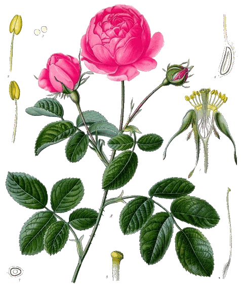 Rosa centifolia