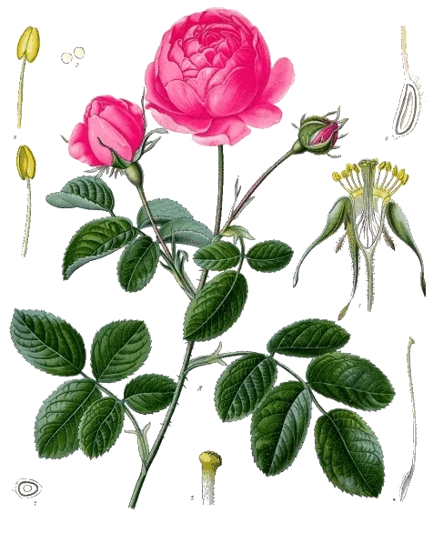 Rosa centifolia