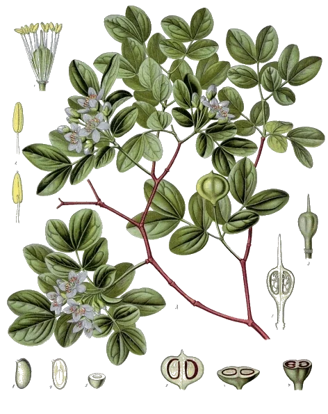 Guaiacum officinale