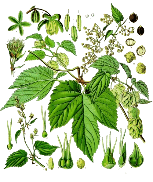 Humulus lupulus