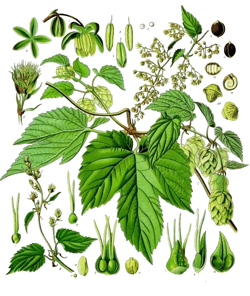 Humulus lupulus