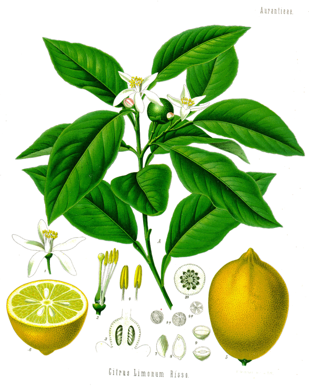 Citrus limon