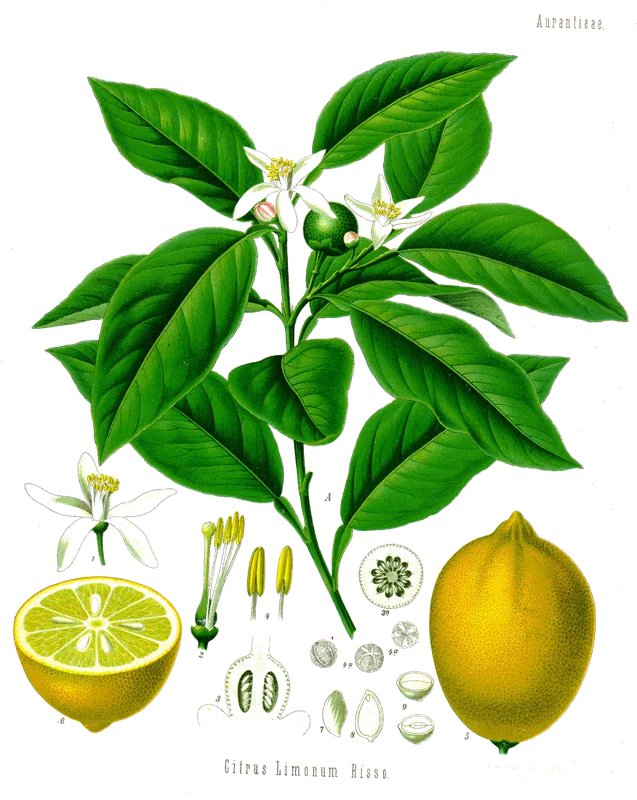 Citrus limon