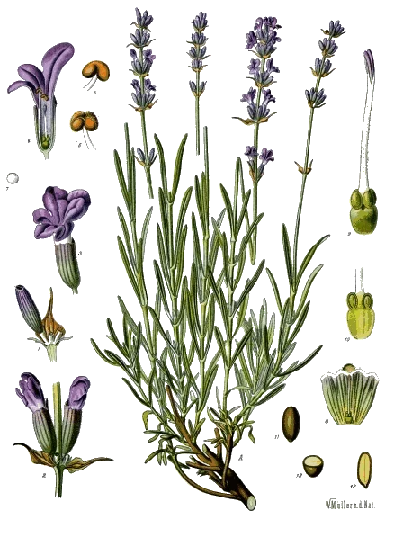 Lavandula angustifolia