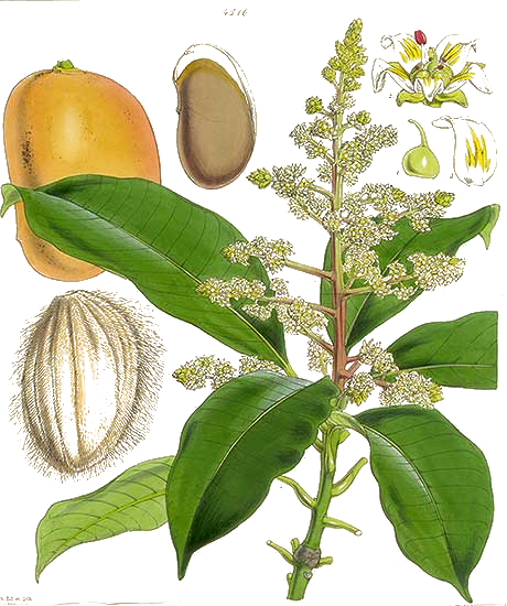 Mangifera indica