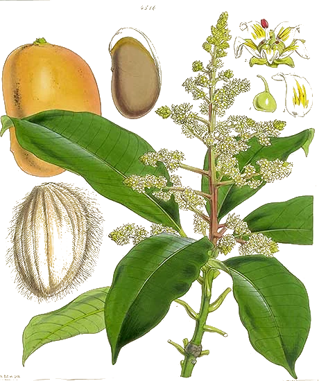 Mangifera indica