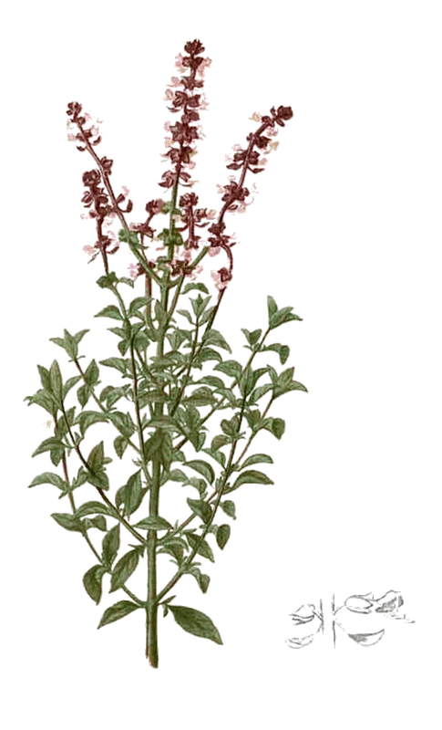 Ocimum basilicum