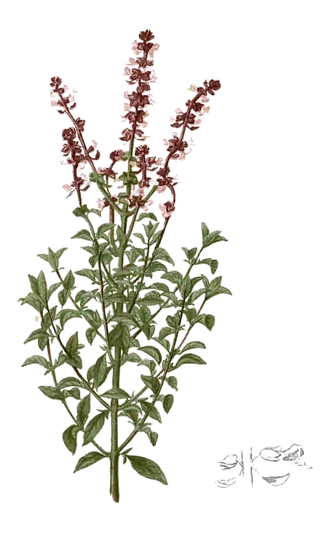 Ocimum basilicum