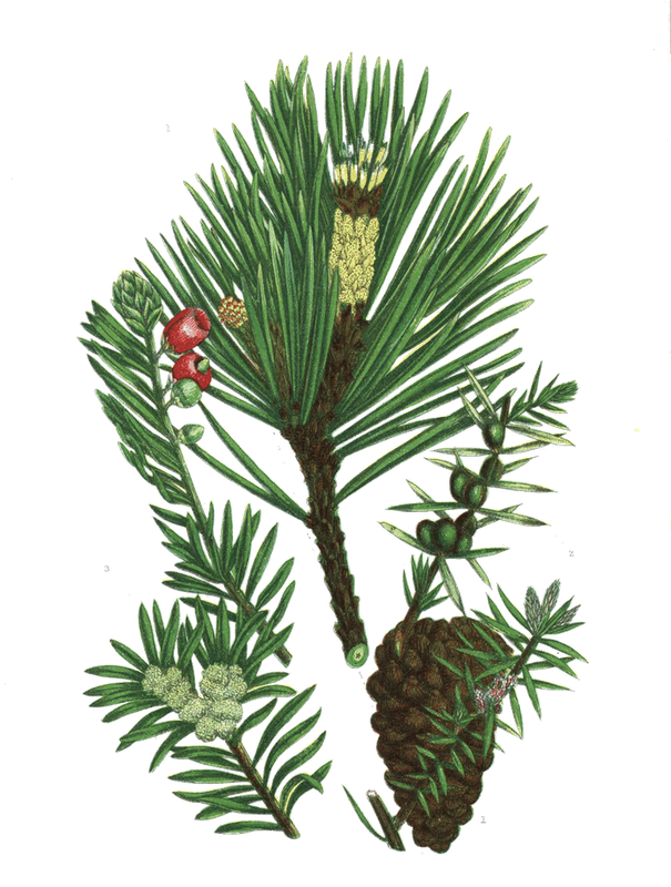 Pinus sylvestris