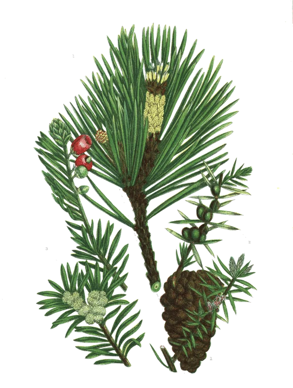 Pinus sylvestris