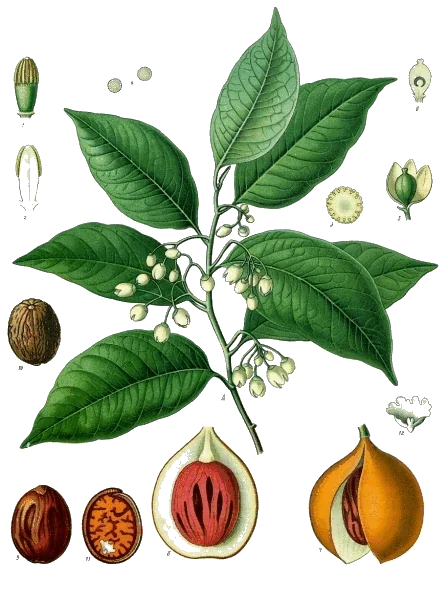 Myristica fragrans